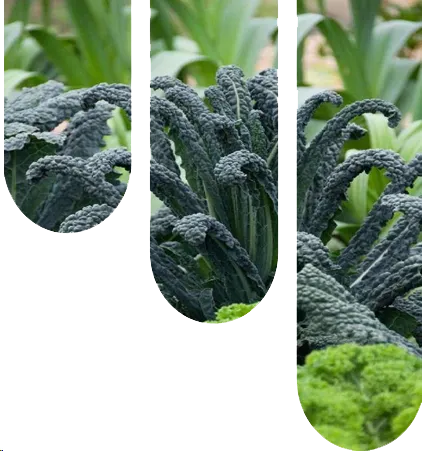 Soluciones en sistemas de agricultura vertical