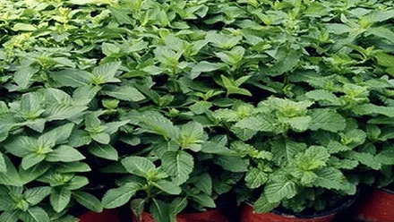 plants