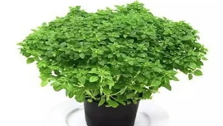 plants