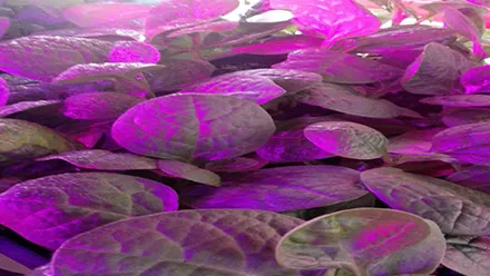 plants