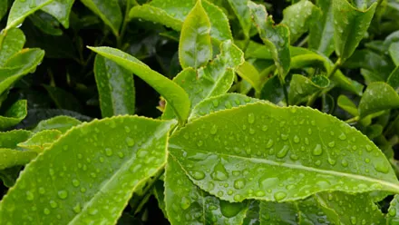 plants