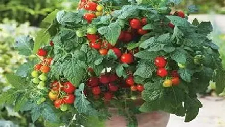 plants