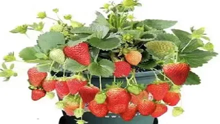 plants