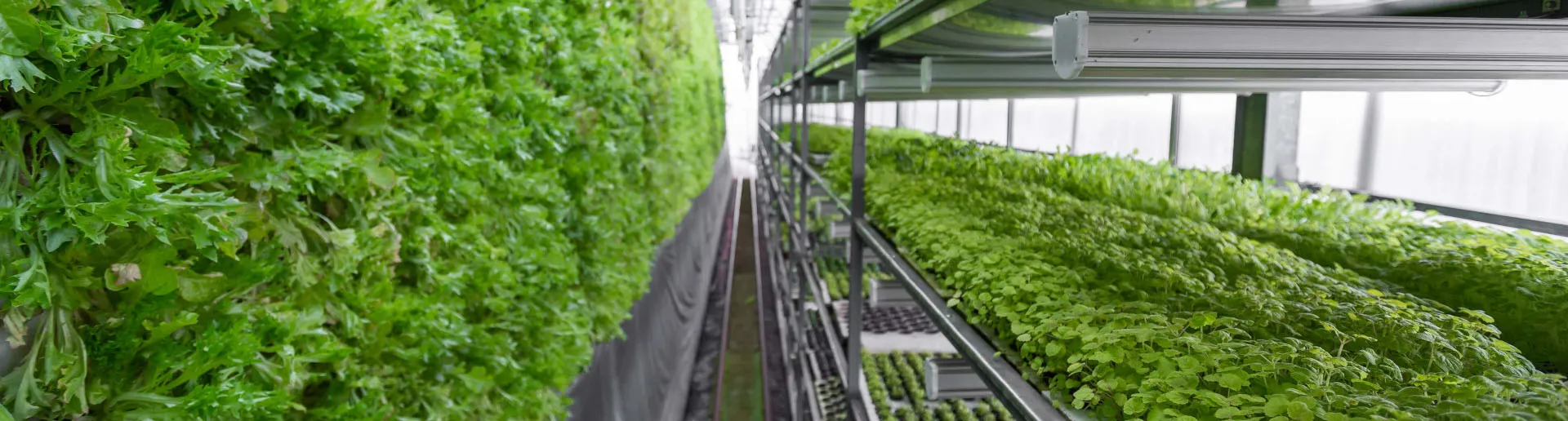 Solución de Sistema de agricultura vertical