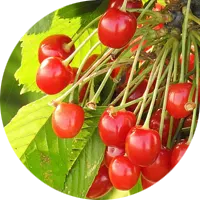 Múltiples métodos de cultivo