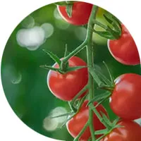 Tomates cherry