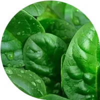 Espinaca