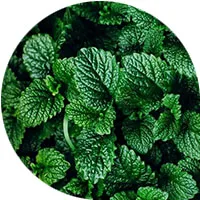 Menta