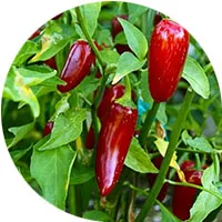 Jalapeño