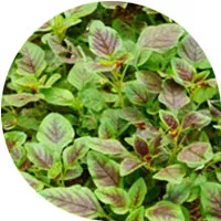 Espinaca roja