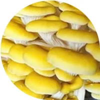 Champiñones