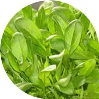 Espinaca bebe