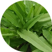 Lechuga