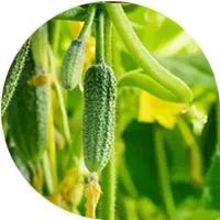 Pepinos