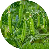 Arvejas verdes