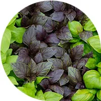 Albahaca