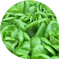 Repollo