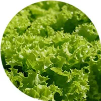 Lechuga