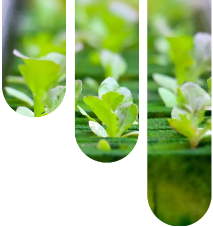 What Should I Consider When Building a Plant Factory