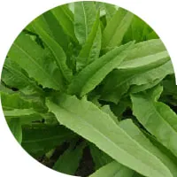 Lechuga