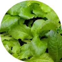Lechuga