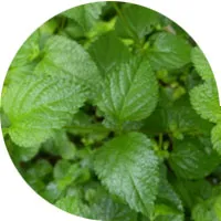 Menta