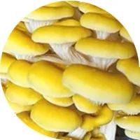 Champiñones