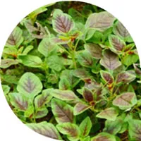 Espinaca roja
