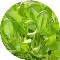 Espinaca bebe